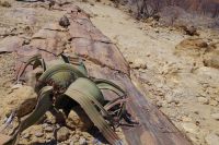 Welwitschia  &ndash; &copy; Annett Müller (Eberhardt TRAVEL)