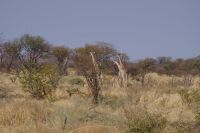 Unterwegs - Giraffen &ndash; &copy; Annett Müller (Eberhardt TRAVEL)