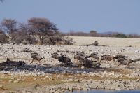 Etosha Nationalpark - Wasserloch Okaukuejo - Gnus &ndash; &copy; Annett Müller (Eberhardt TRAVEL)