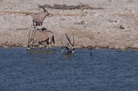 Etosha Nationalpark - Wasserloch Okaukuejo - Oryxe &ndash; &copy; Annett Müller (Eberhardt TRAVEL)