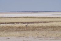 Etosha Nationalpark - Sekretär &ndash; &copy; Annett Müller (Eberhardt TRAVEL)
