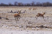 Etosha Nationalpark - Impalas &ndash; &copy; Annett Müller (Eberhardt TRAVEL)