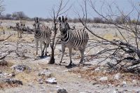 Etosha Nationalpark &ndash; &copy; Annett Müller (Eberhardt TRAVEL)
