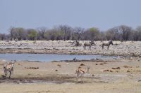 Etosha Nationalpark - Stelldichein am Wasserloch &ndash; &copy; Annett Müller (Eberhardt TRAVEL)
