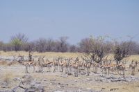 Etosha Nationalpark - Springbock-Versammlung &ndash; &copy; Annett Müller (Eberhardt TRAVEL)