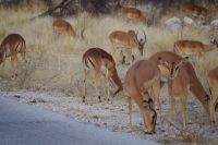 Etosha Nationalpark - Impalas &ndash; &copy; Annett Müller (Eberhardt TRAVEL)
