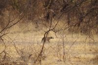 Etosha Nationalpark - Honigdachs &ndash; &copy; Annett Müller (Eberhardt TRAVEL)