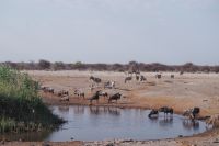 Etosha Nationalpark - Wasserloch Chudop &ndash; &copy; Annett Müller (Eberhardt TRAVEL)