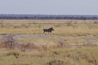 Etosha Nationalpark - Hakuna Matata - Pumba &ndash; &copy; Annett Müller (Eberhardt TRAVEL)