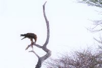 Etosha Nationalpark - erfolgreicher Fang &ndash; &copy; Annett Müller (Eberhardt TRAVEL)