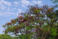 Namibia - Flame Tree &ndash; &copy; Annett Müller (Eberhardt TRAVEL)