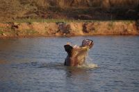Mount Etjo Safari Lodge - Happy Hippo &ndash; &copy; Annett Müller (Eberhardt TRAVEL)