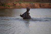 Mount Etjo Safari Lodge - Happy Hippo &ndash; &copy; Annett Müller (Eberhardt TRAVEL)