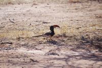Mount Etjo Safari Lodge - Nature Drive - Monteiro Toko &ndash; &copy; Annett Müller (Eberhardt TRAVEL)