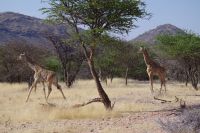 Mount Etjo Safari Lodge - Nature Drive - Giraffenkinder &ndash; &copy; Annett Müller (Eberhardt TRAVEL)