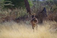 Mount Etjo Safari Lodge - Nature Drive - Wasserbock &ndash; &copy; Annett Müller (Eberhardt TRAVEL)