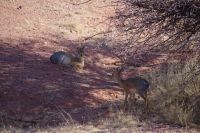 Mount Etjo Safari Lodge - Nature Drive - Dik Dik Paar &ndash; &copy; Annett Müller (Eberhardt TRAVEL)