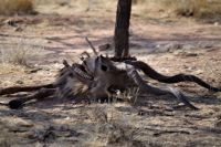 Mount Etjo Safari Lodge - Nature Drive - Fundsache &ndash; &copy; Annett Müller (Eberhardt TRAVEL)
