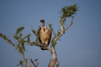 Mount Etjo Safari Lodge - Nature Drive - Geierbaum &ndash; &copy; Annett Müller (Eberhardt TRAVEL)