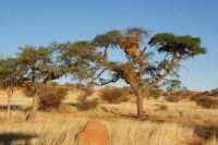 15-Kalahari &ndash; &copy; Susanne Schirmann (Eberhardt TRAVEL)