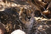 31-Geparden Namibia &ndash; &copy; Susanne Schirmann (Eberhardt TRAVEL)