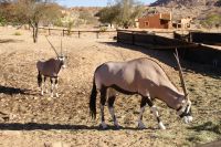 121-Oryx Familie &ndash; &copy; Susanne Schirmann (Eberhardt TRAVEL)