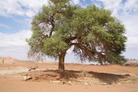 166-Oryx im Namib Naukluft Park &ndash; &copy; Susanne Schirmann (Eberhardt TRAVEL)