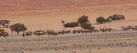 172-Oryx im Namib Naukluft Park &ndash; &copy; Susanne Schirmann (Eberhardt TRAVEL)