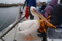 206-Bootstour Walvis Bay &ndash; &copy; Susanne Schirmann (Eberhardt TRAVEL)