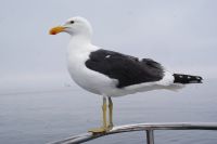 210-Bootstour Walvis Bay &ndash; &copy; Susanne Schirmann (Eberhardt TRAVEL)