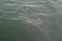 223-Mola Mondfisch &ndash; &copy; Susanne Schirmann (Eberhardt TRAVEL)