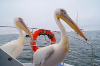 230-Pelikane an Bord &ndash; &copy; Susanne Schirmann (Eberhardt TRAVEL)