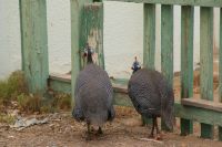 236- Da sind sie.... &ndash; &copy; Susanne Schirmann (Eberhardt TRAVEL)