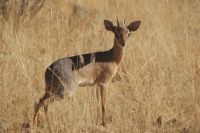 282-Dik Dik &ndash; &copy; Susanne Schirmann (Eberhardt TRAVEL)