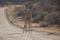 284-Giraffen &ndash; &copy; Susanne Schirmann (Eberhardt TRAVEL)