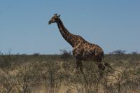 290-Giraffe im Etosha Park &ndash; &copy; Susanne Schirmann (Eberhardt TRAVEL)