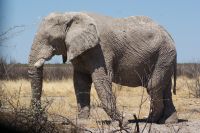 293-Elefantenbulle &ndash; &copy; Susanne Schirmann (Eberhardt TRAVEL)
