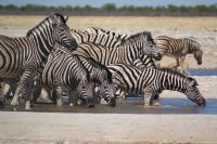 296-Zebraherde am Waserloch &ndash; &copy; Susanne Schirmann (Eberhardt TRAVEL)