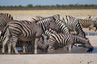 297-Zebraherde am Waserloch &ndash; &copy; Susanne Schirmann (Eberhardt TRAVEL)
