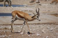 298-Springbock &ndash; &copy; Susanne Schirmann (Eberhardt TRAVEL)