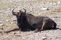 300-Gnu &ndash; &copy; Susanne Schirmann (Eberhardt TRAVEL)