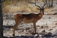 303-Impallas &ndash; &copy; Susanne Schirmann (Eberhardt TRAVEL)