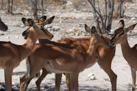 305-Impallas &ndash; &copy; Susanne Schirmann (Eberhardt TRAVEL)