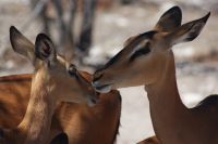 306-Impallas &ndash; &copy; Susanne Schirmann (Eberhardt TRAVEL)