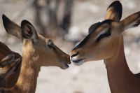 308-Impallas &ndash; &copy; Susanne Schirmann (Eberhardt TRAVEL)