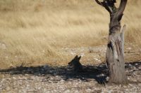315-Schakal &ndash; &copy; Susanne Schirmann (Eberhardt TRAVEL)
