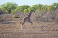 317-Giraffen Jungtier &ndash; &copy; Susanne Schirmann (Eberhardt TRAVEL)