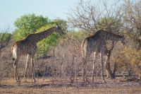 319-Giraffen &ndash; &copy; Susanne Schirmann (Eberhardt TRAVEL)