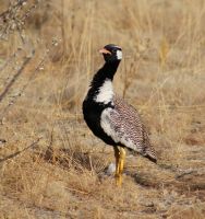 321-Gackeltrappe Etosha Nationalpark &ndash; &copy; Susanne Schirmann (Eberhardt TRAVEL)