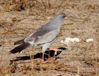 324-Singhabicht Etosha Nationalpark &ndash; &copy; Susanne Schirmann (Eberhardt TRAVEL)